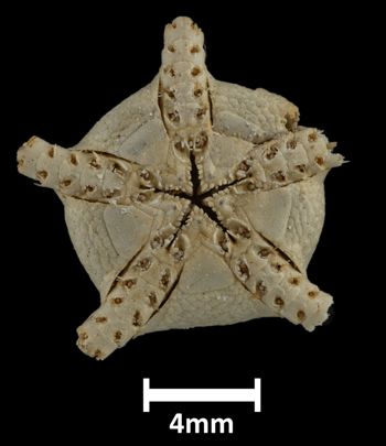 Media type: image;   Invertebrate Zoology OPH-631 Description: Underside view of single ophiuroid specimen with a scale bar.;  Aspect: ventral